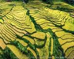 Tọa độ ngắm ruộng bậc thang đẹp rực rỡ và đầy thanh bình ở Tuyên Quang Tọa độ ngắm ruộng bậc thang đẹp rực rỡ và đầy thanh bình ở Tuyên Quang