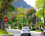 Hoa bằng lăng nở rộ ở phố biển Quảng Ninh, bao người say đắm Hoa bằng lăng nở rộ ở phố biển Quảng Ninh, bao người say đắm